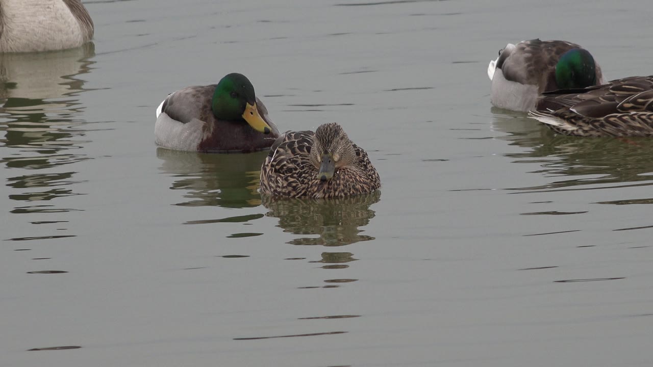 Brown duck faces forward between mallards on gray water.