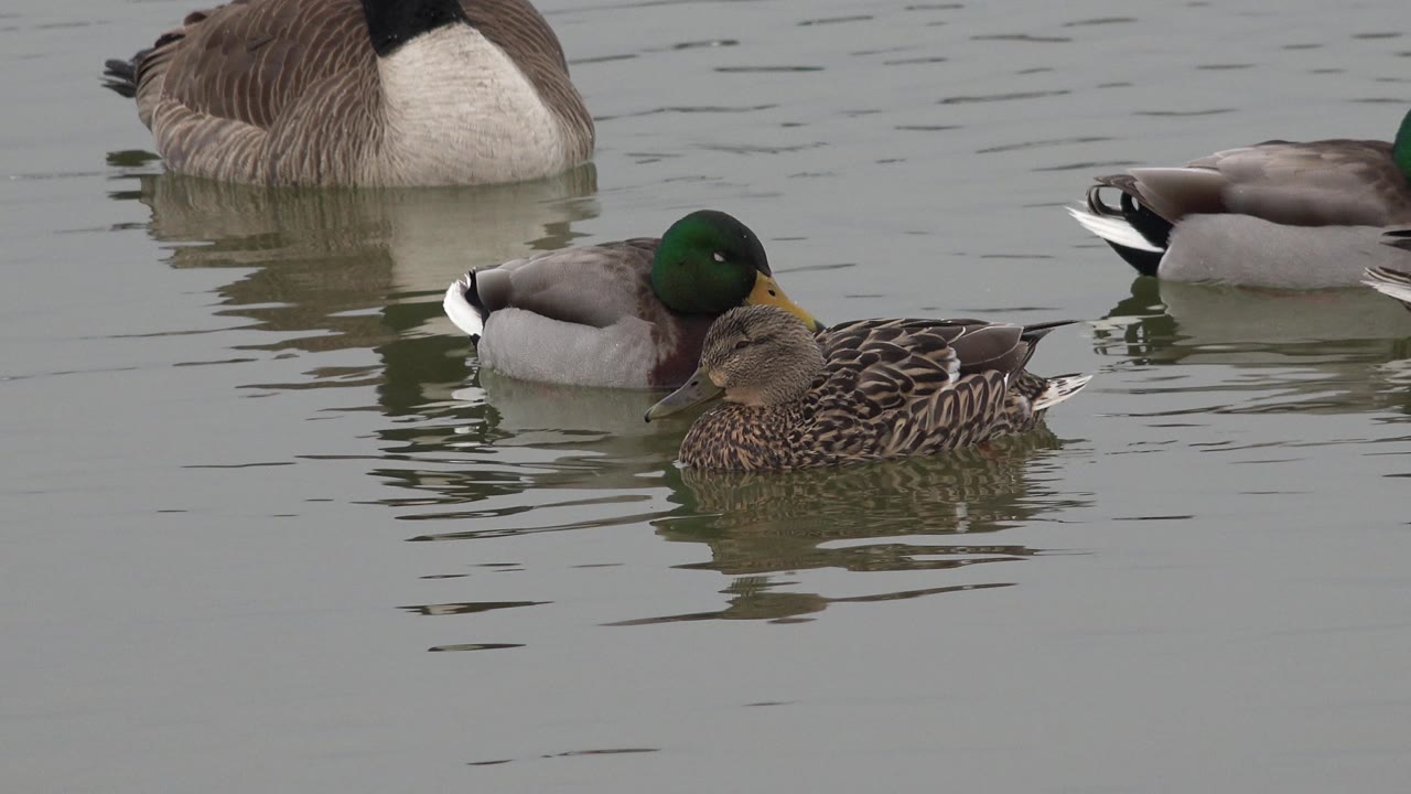 Ducks float close together on gray-green lake water in Westminster, Colorado, with a larger brown, white, and black bird behind them and no visible people.