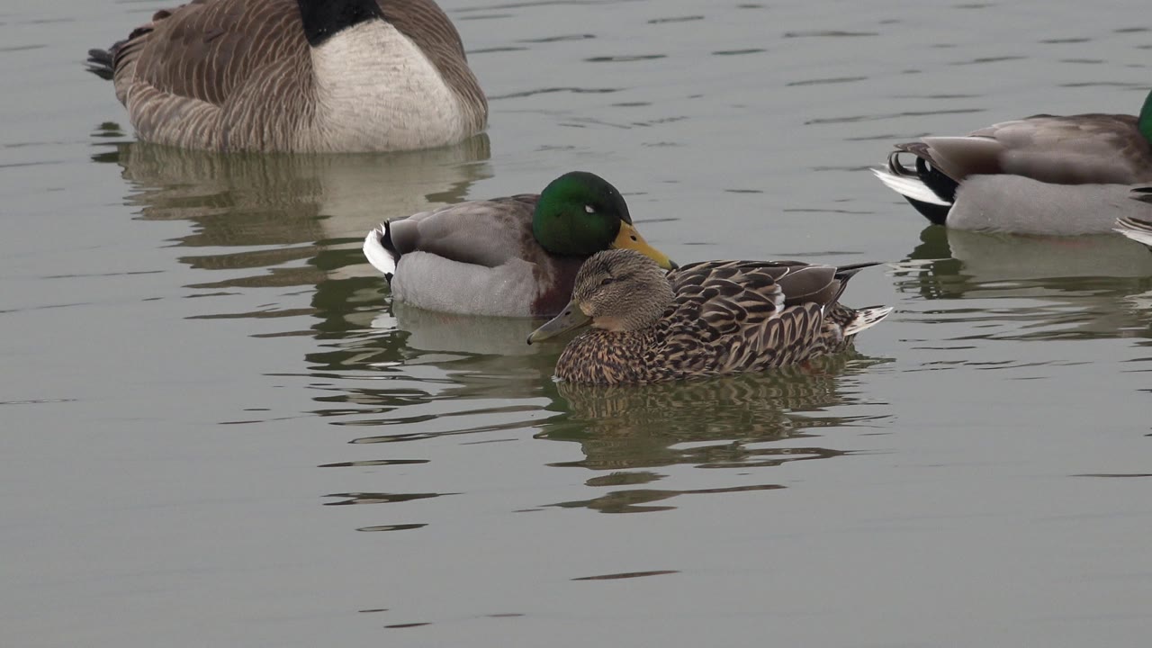 A green-headed duck and a brown duck sit in the foreground while a larger bird floats behind them on the Westminster lake, with no visible people.