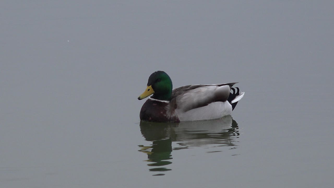 Male mallard swims left to right on calm water in Westminster, Colorado, with a small reflection beneath it and no visible people.