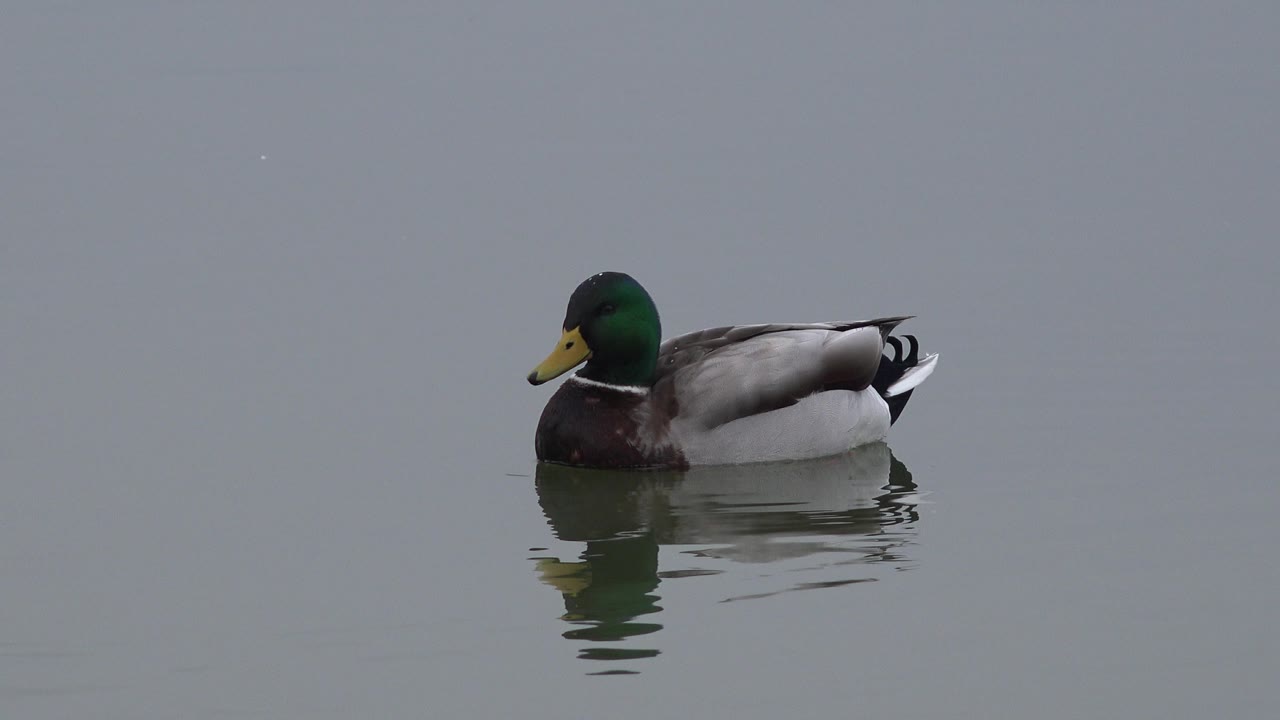 Male mallard remains centered on flat gray water in Westminster, Colorado, with faint ripples trailing behind and no visible people.