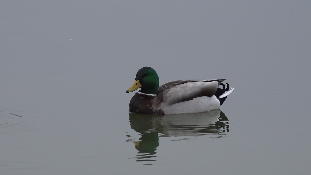 Male mallard floating on open water with reflection below.