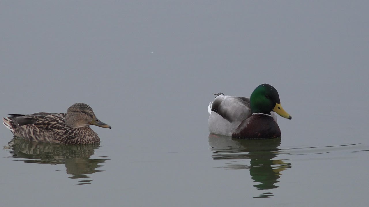 Two ducks float apart on gray-blue water in Westminster, Colorado, with soft reflections below them and no visible people.