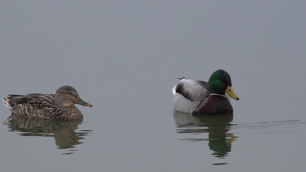 A mottled brown duck and a male mallard glide across still water in Westminster, Colorado, with muted daylight and no visible people.