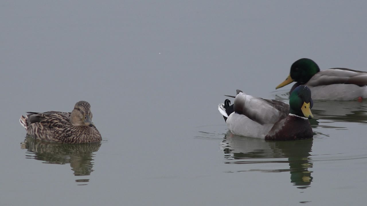 Female duck in profile and male mallard on open water.