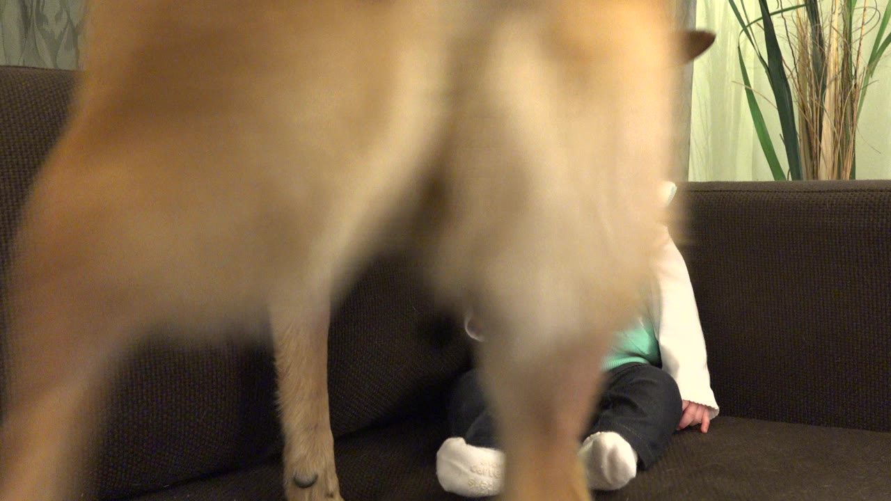 Tan dog close to the camera in front of a baby on a sofa.