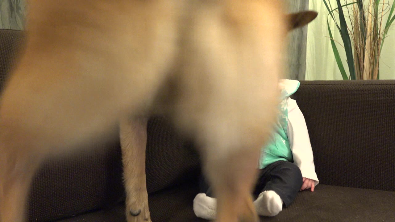 The dog's legs and body stay close to the camera while the baby remains seated on the sofa, partly visible behind the dog in the Westminster interior.