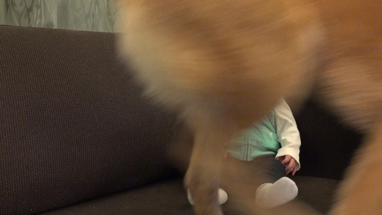 In Westminster, Colorado, a blurred dog passes very close to the camera while an infant sits partly obscured on a dark brown couch in a home interior.