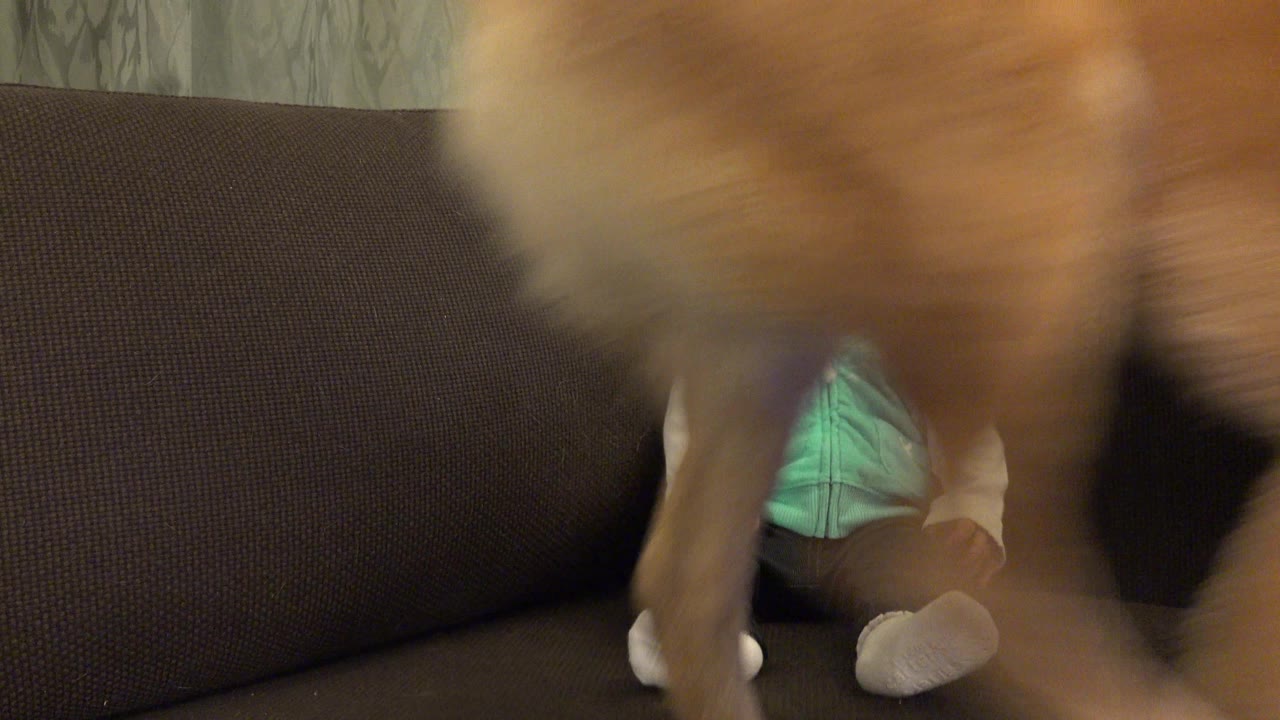 In Westminster, Colorado, the dog remains blurred across the foreground as the infant in a mint vest sits behind it on the dark couch.