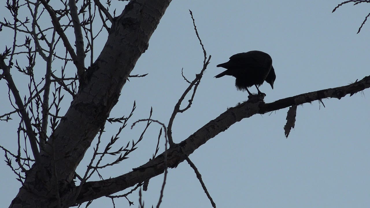 A dark bird perches near a thick bare tree trunk in Westminster, Colorado, silhouetted against a pale gray-blue sky with no visible people.
