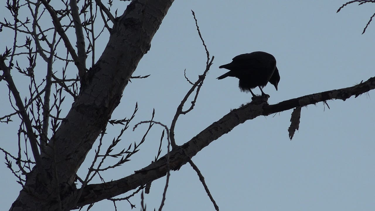 The bird remains perched on the branch in Westminster, Colorado, with its body in silhouette beside sparse twigs and no visible people.