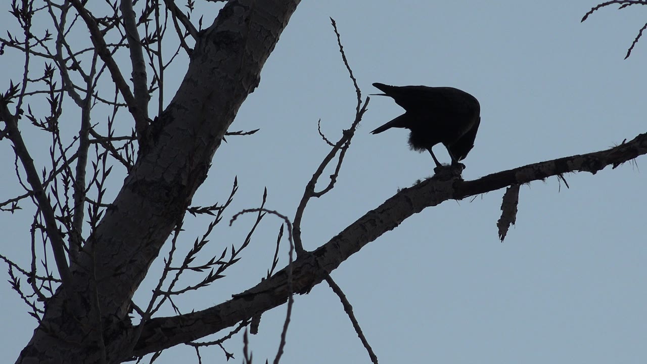 Perched bird at the right end of a bare branch.