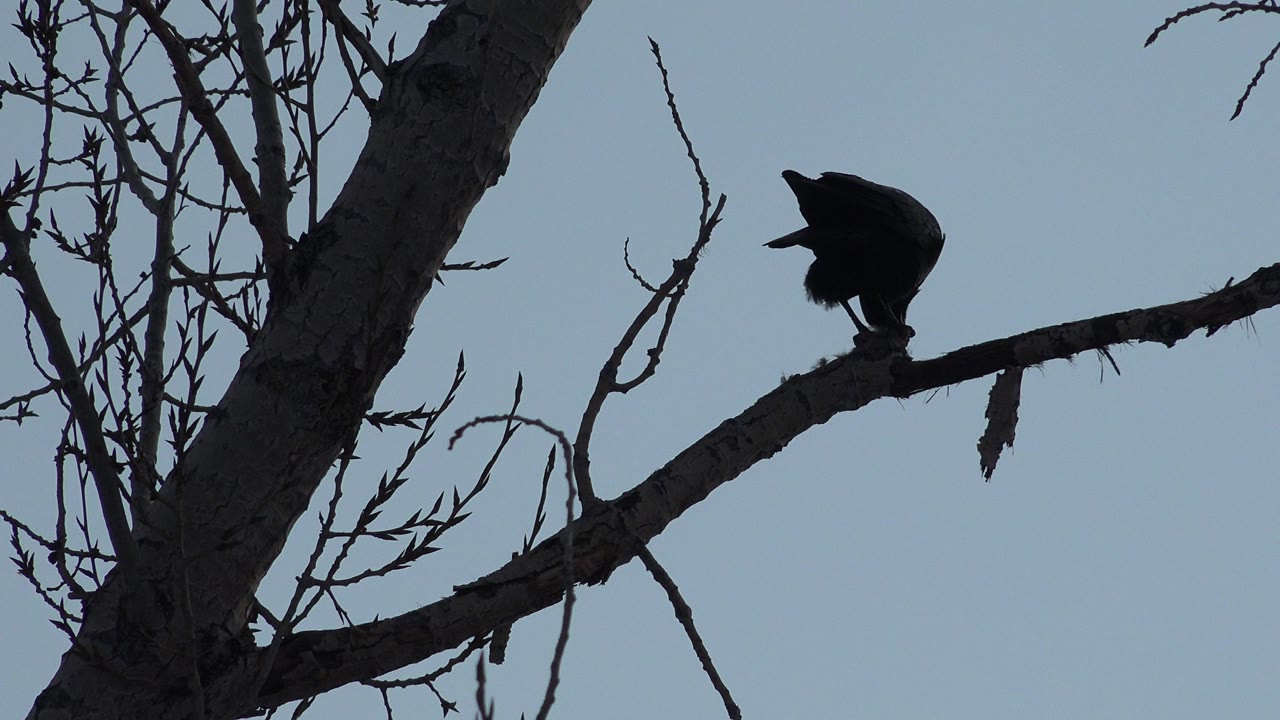 At 0:00 in Westminster, Colorado, a dark bird perches near the tip of a bare branch beside a thick tree trunk, with pale blue sky behind it and no visible people.