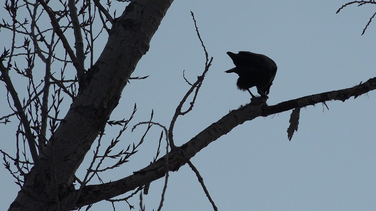 At 0:01 in Westminster, Colorado, the bird remains crouched on the branch while thin leafless twigs frame the upper sky, with no visible people.