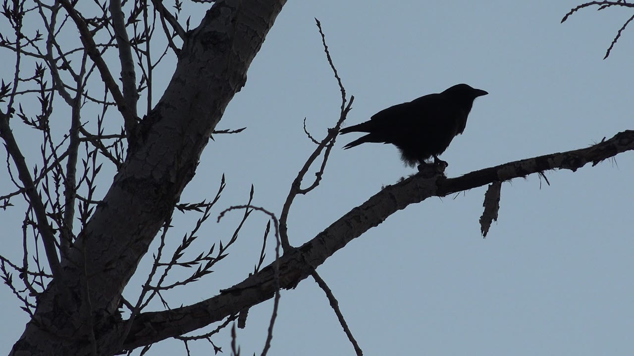 Bird standing longer on a tree branch against clear sky.