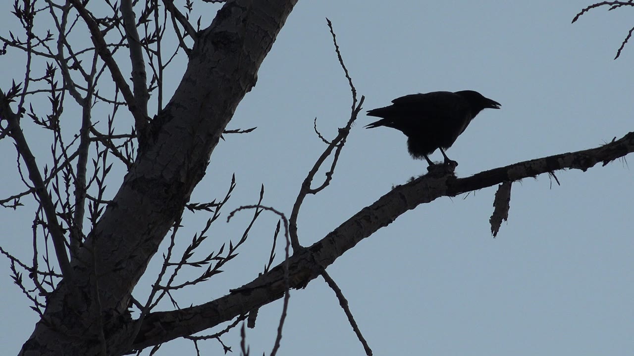 At 0:00, a black raven-like bird stands on a leafless branch beside a dark tree trunk in Westminster, Colorado, with no visible people.
