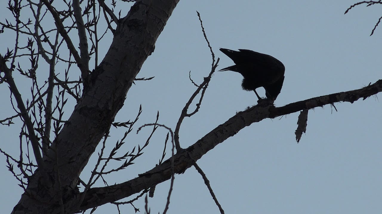Black bird leaning down on a bare branch.