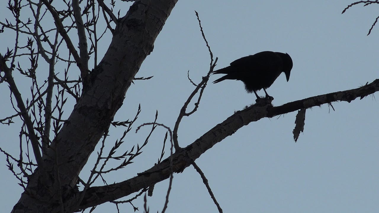 At 0:00 in Westminster, Colorado, a dark bird perches on a leafless branch beside a large tree trunk against a pale sky, with no visible people.
