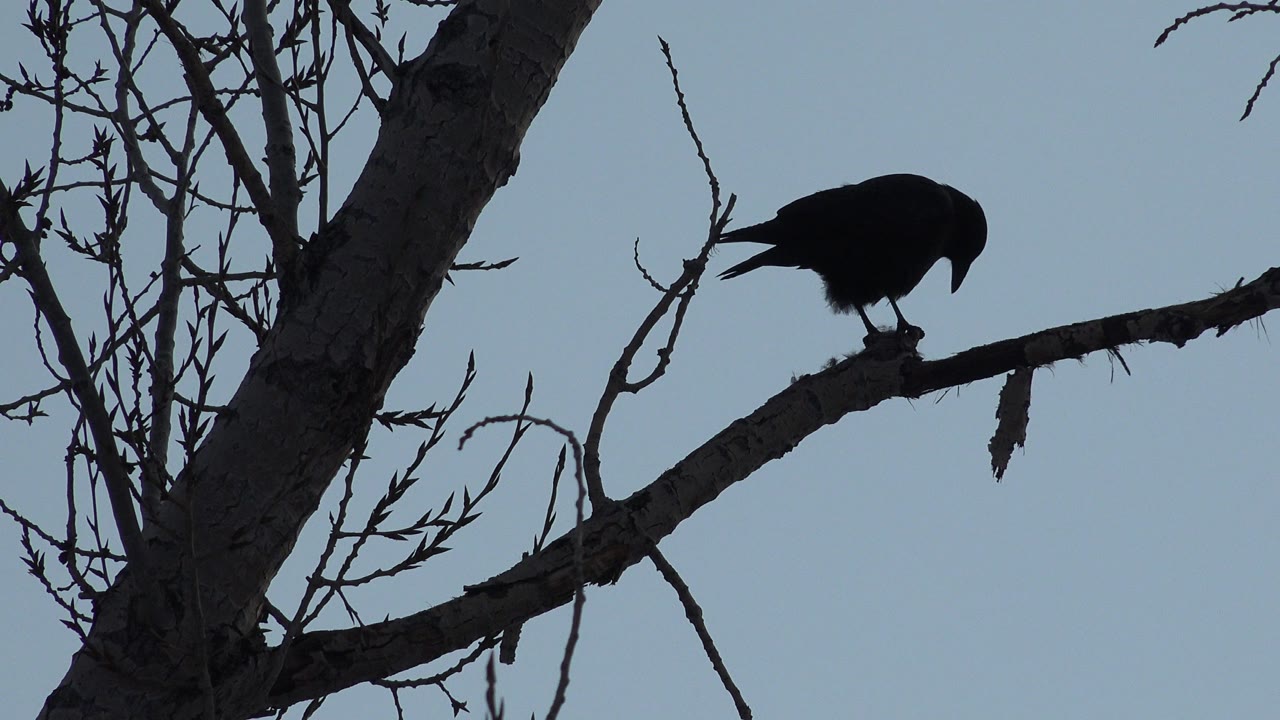 At 0:01 in Westminster, Colorado, the silhouetted bird lowers its head toward the branch while leafless twigs and the trunk frame the pale sky, with no visible people.