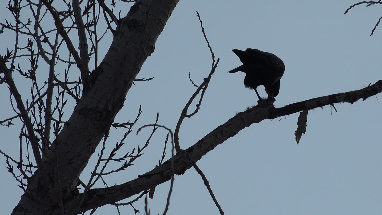 Bird stands on a bare limb with its body turned upward.