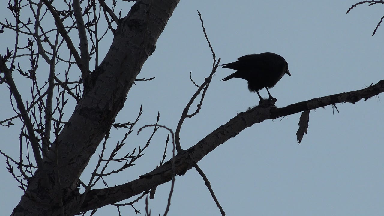 A dark bird perches on a bare branch beside a thick tree trunk in Westminster, Colorado, with pale blue sky behind it and no visible people.