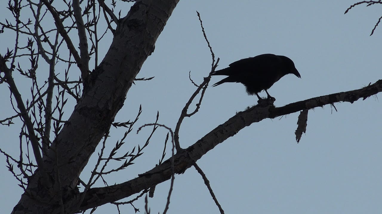 Bird leaning forward on a dry branch.