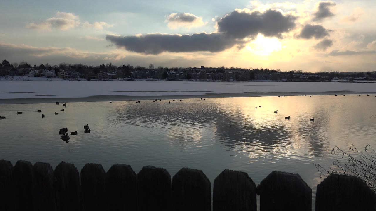 Small birds rest on water with sunset reflection across the pond.