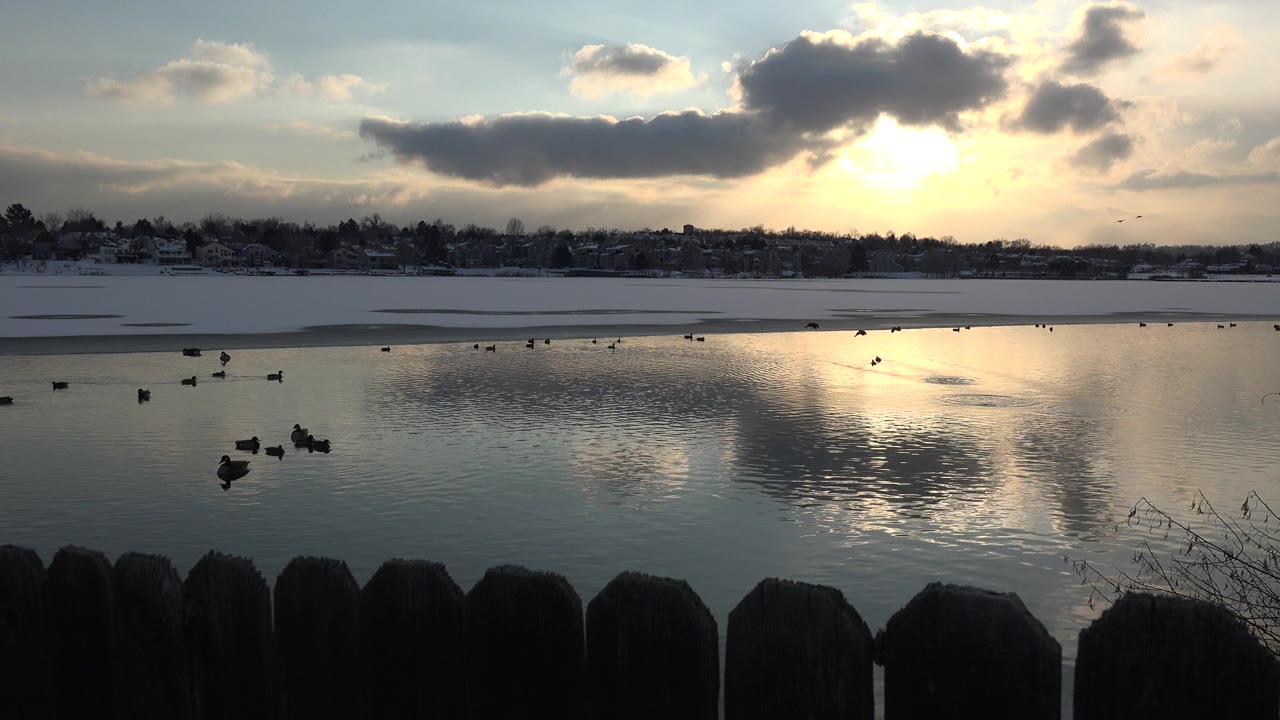 Birds rest on and near frozen water in Westminster, Colorado, with a dark foreground fence, a snowy far bank, sun glare on the lake, and no visible people.
