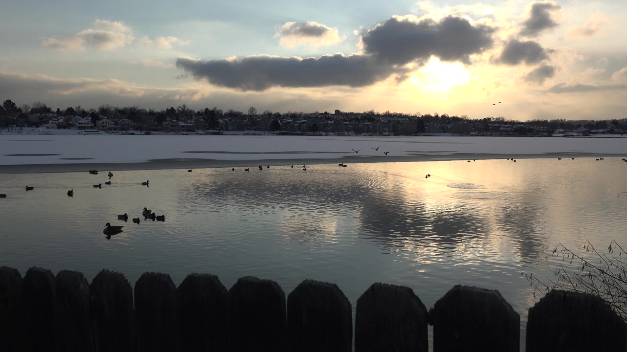 Distant birds on a frozen lake with sunlight reflected on water.