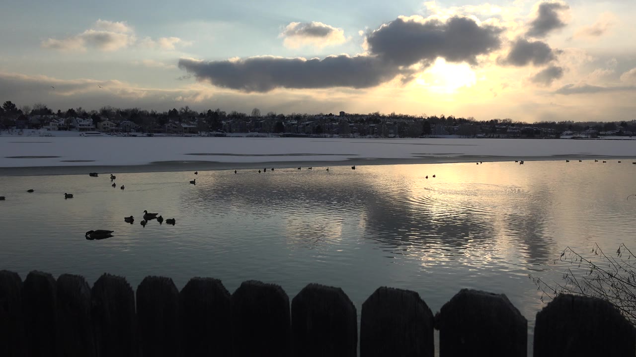 Ducks on reflective water behind a dark foreground fence at sunset.