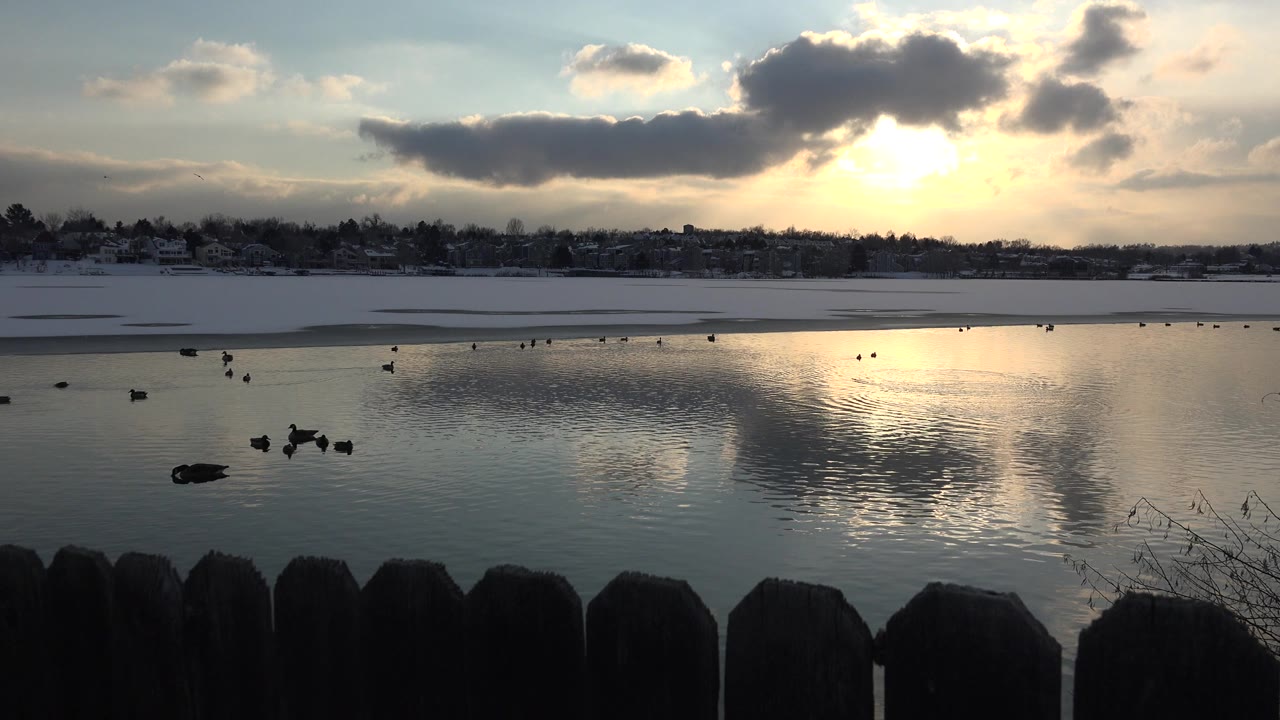Waterfowl spread across the pond in Westminster, Colorado as the sunset reflection brightens the center of the water, with the foreground fence in shadow and no visible people.