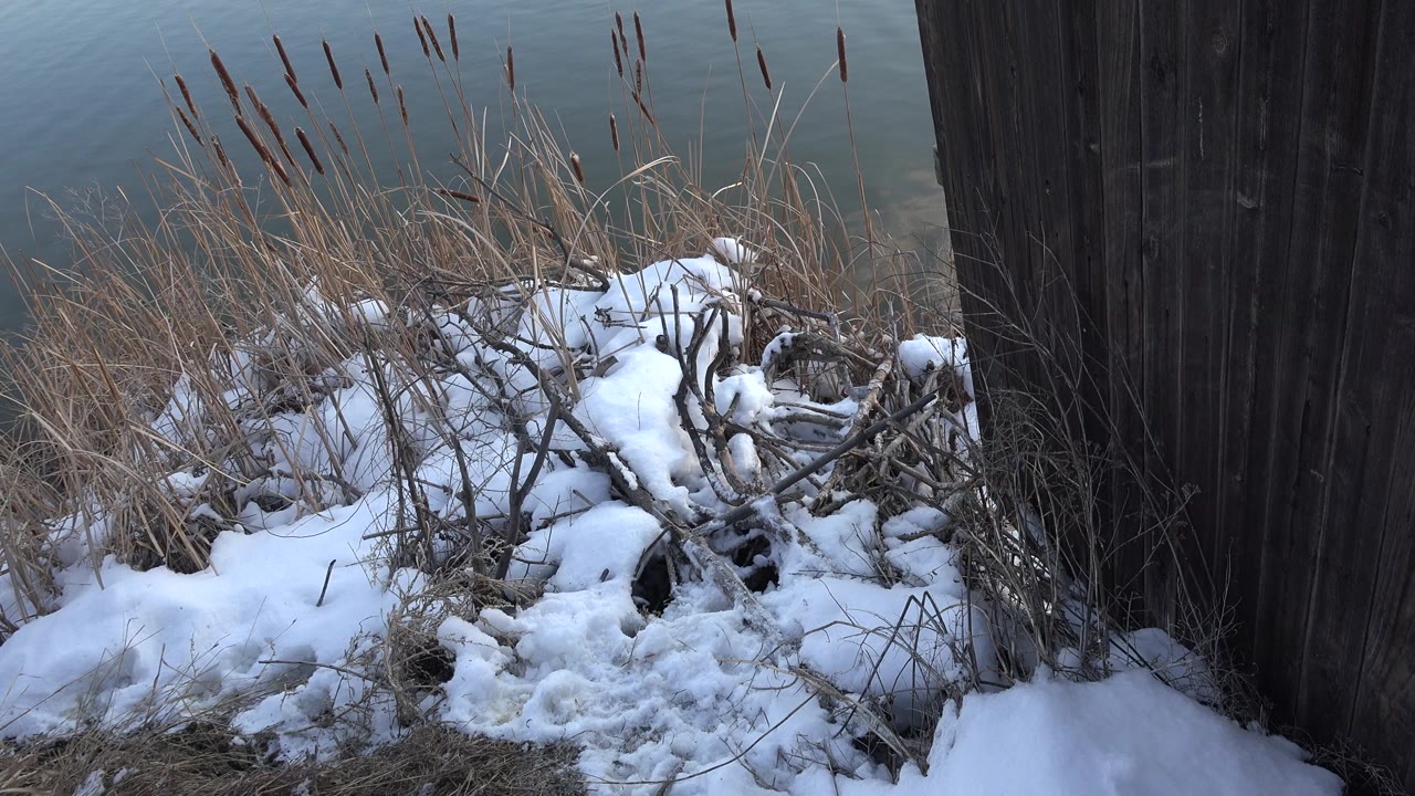 Snow and tangled branches sit below dry reeds beside blue-green water in Westminster, Colorado, with a dark wooden post on the right and no visible people.