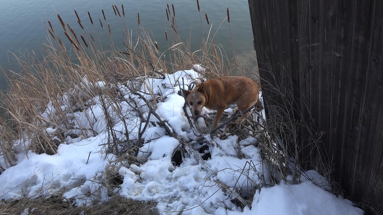 A small brown dog stands in snowy reeds beside pond water in Westminster, Colorado, with a dark wooden wall at right and no visible people.