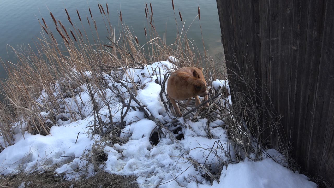 Dog turning beside dark wooden wall and snowy reeds