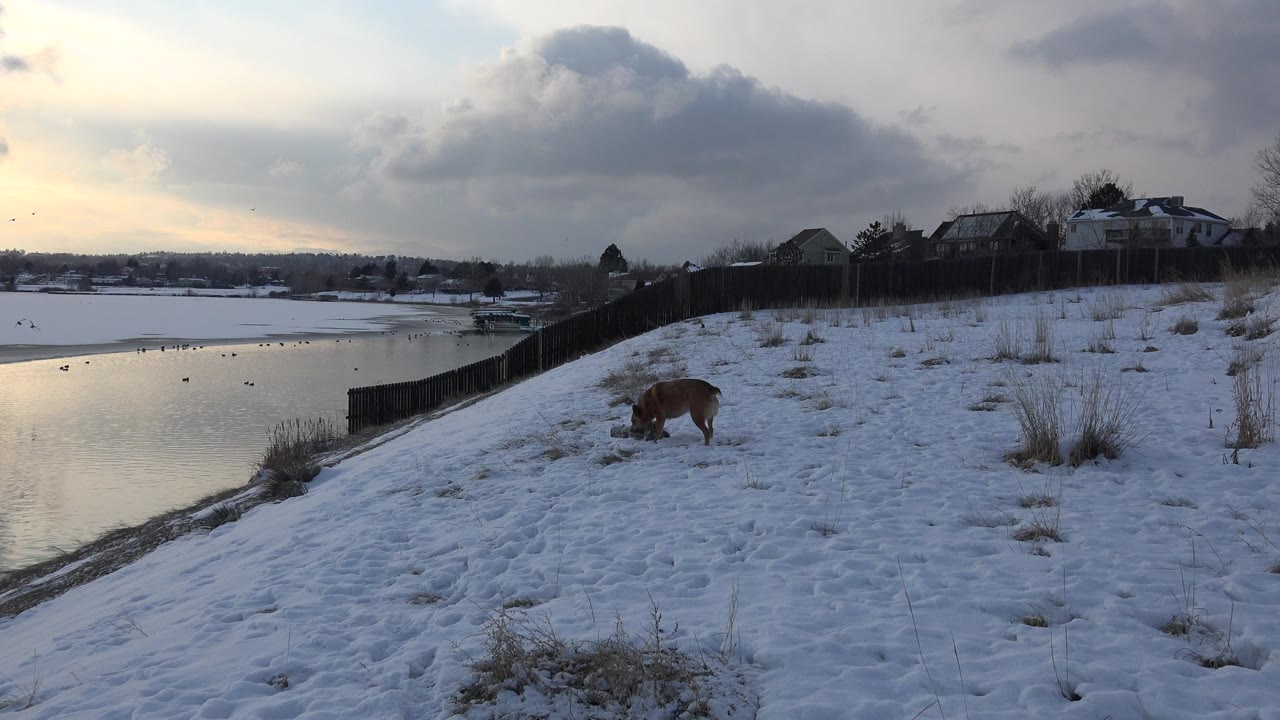 Brown dog on snowy slope beside a fence and lake.