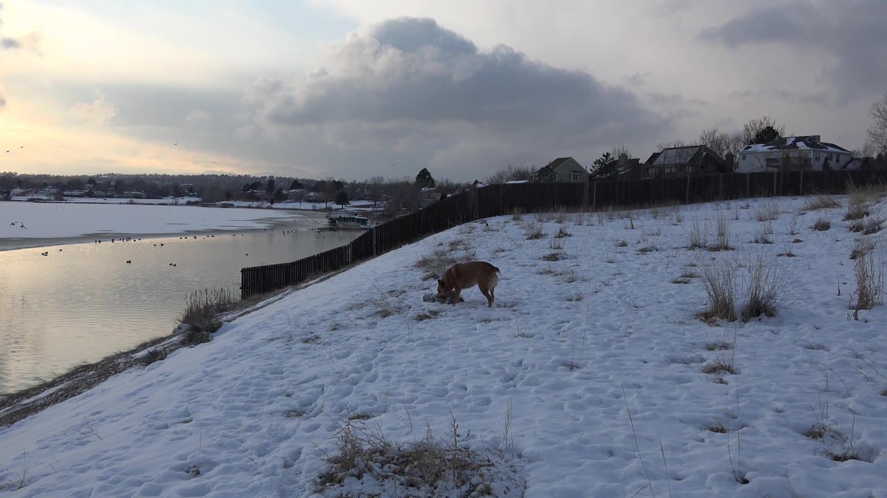 The dog keeps its head low over the snow on the sloped ground in Westminster, Colorado, with the fence line leading toward the lake and no visible people.