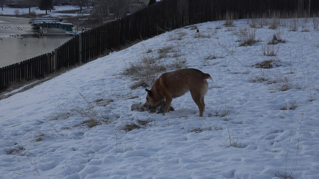 A brown dog lowers its head to sniff a snowy slope in Westminster, Colorado, with dry grass patches, a dark fence, water in the background, and no visible people.