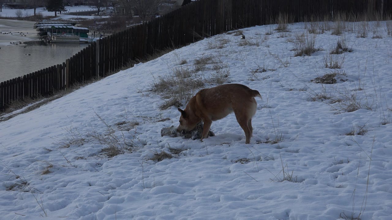 A brown dog keeps its nose near the snow and grass on a sloped field in Westminster, Colorado, with a fence receding behind it and no visible people.
