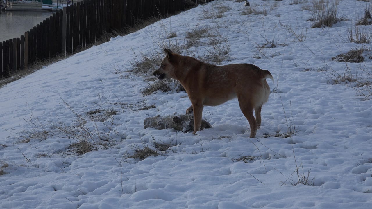 Brown dog standing on snowy hillside.