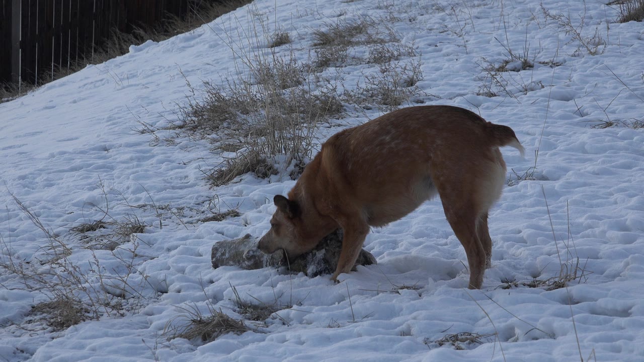 At 0:00, a brown dog in Westminster, Colorado lowers its head to gnaw a tan object on patchy snow with dry grass nearby and no visible people.