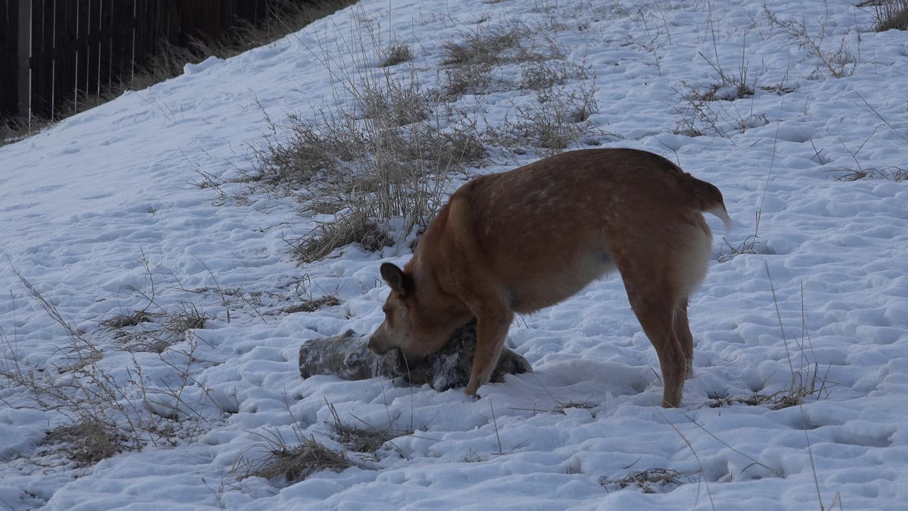 Brown dog standing over a tan object on snow.