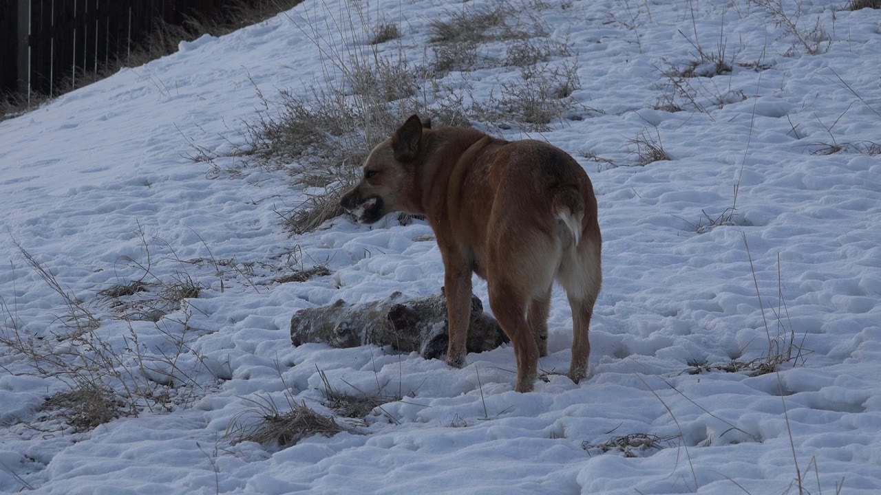 A brown dog sniffs near a small branch or log on patchy snow in Westminster, Colorado, with dry grass behind it and no visible people.