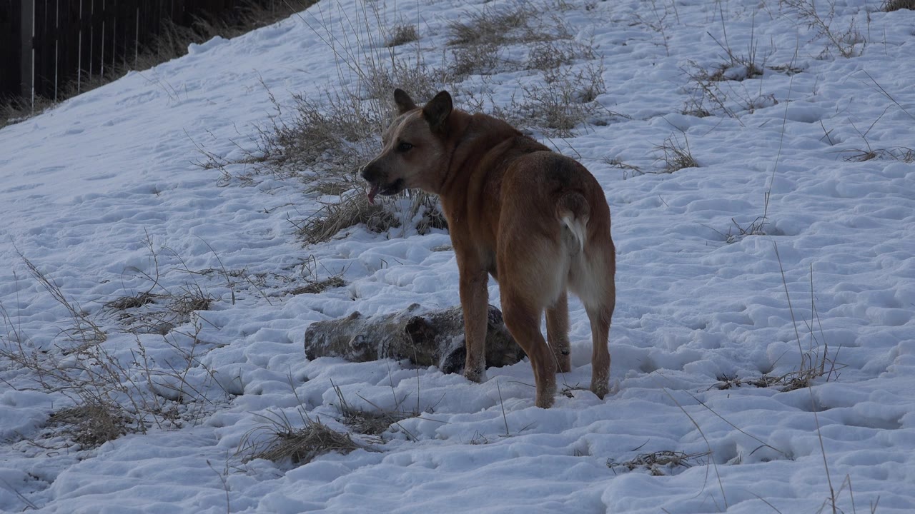Brown dog turning its head on a snowy slope.
