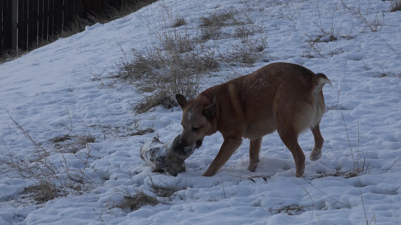 A brown dog stands left of center in Westminster, Colorado snow with its head down toward a pale object, dry grass and a dark fence behind it, with no visible people.