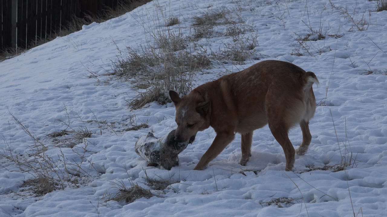 The brown dog remains side-on in Westminster, Colorado, pressing its muzzle into a pale object on packed snow while grass tufts break through the surface, with no visible people.