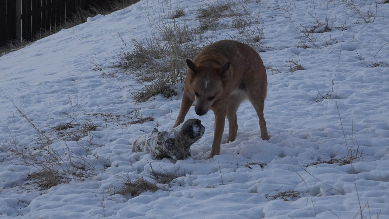A tan dog lowers its head toward a light-colored furry object on snowy ground in Westminster, Colorado, with dry grass patches and no visible people.