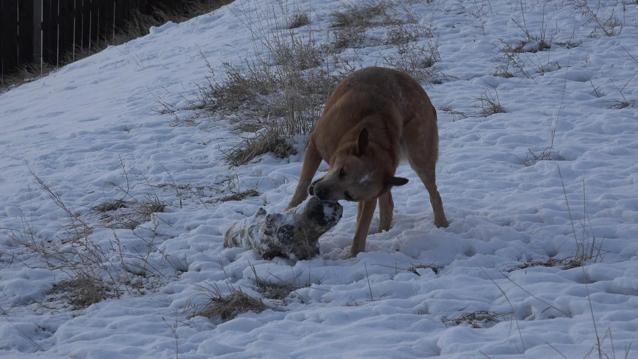 Tan dog bending closer to the object on snowy ground.