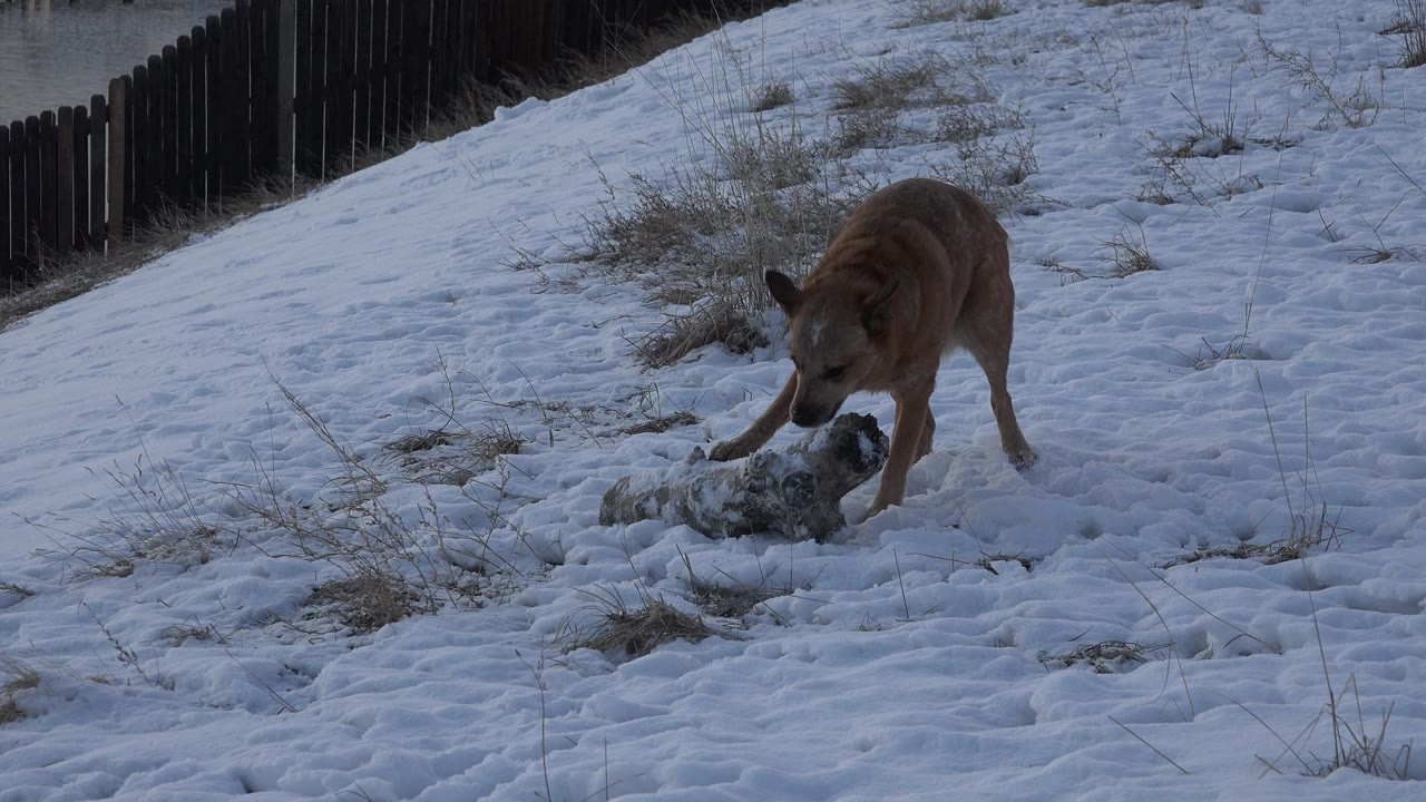 A brown dog leans over a snow-covered object in a fenced Westminster, Colorado yard, with patchy snow, dry grass, and no visible people.