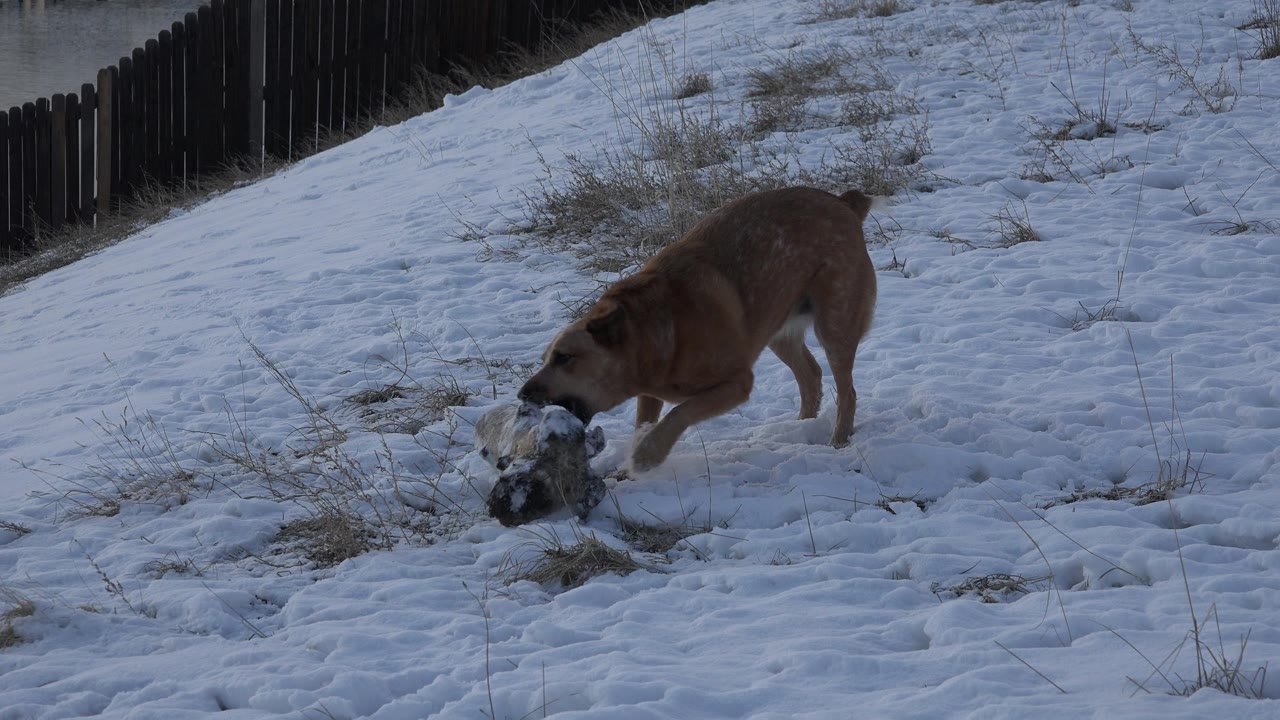 Brown dog lowers its head to bite a snowy object.