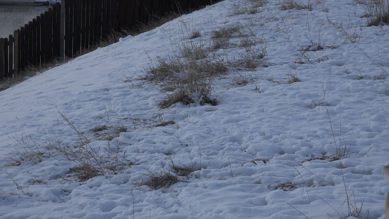A snowy Westminster, Colorado yard shows footprints, sparse dry grass, and a dark fence at the edge of frame with no visible people.